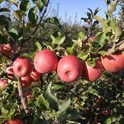 Яблоня ЧЕМПИОН РЕНО  Яблоня ЧЕМПИОН РЕНО в Владивостоке