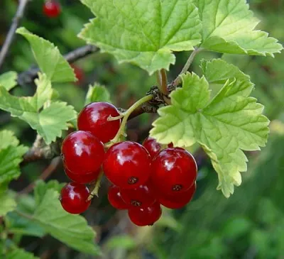 Смородина альпийская ШМИДТ  Смородина альпийская ШМИДТ в Владивостоке