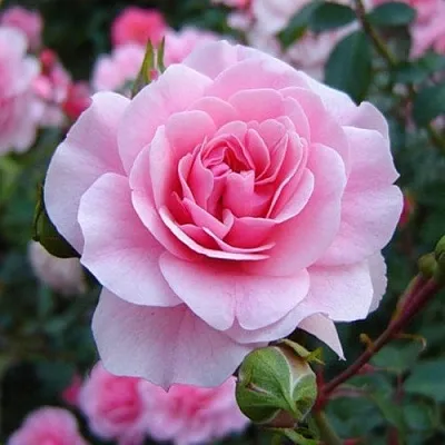 Саженцы роз БОНИКА флорибунда  Саженцы роз БОНИКА флорибунда в Владивостоке