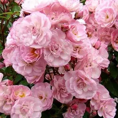 Саженцы роз ХЕВЕНЛИ ПИНК мускусная в Владивостоке