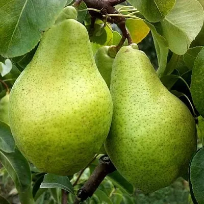 Груша НОЯБРЬСКАЯ ЗИМНЯЯ  Груша НОЯБРЬСКАЯ ЗИМНЯЯ в Владивостоке