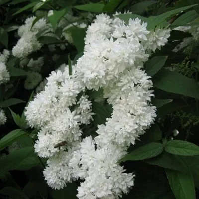 Дейция КАНДИДИССИМА шершавая  Дейция КАНДИДИССИМА шершавая в Владивостоке