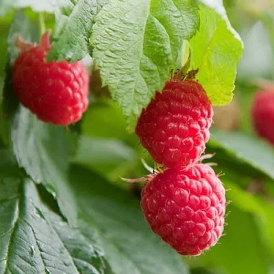 Малина МАРАВИЛЛА  Малина МАРАВИЛЛА в Владивостоке