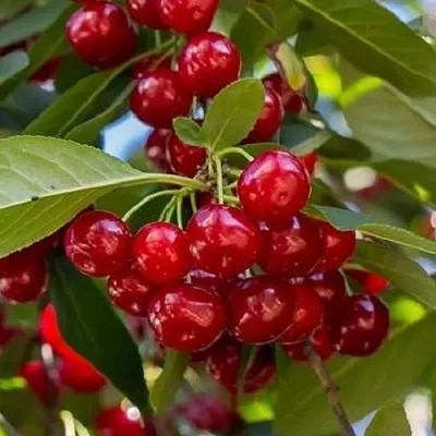 Вишня ГИРЛЯНДА  Вишня ГИРЛЯНДА в Владивостоке