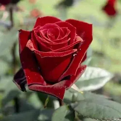 Саженцы роз ТАБУ чайно-гибридная в Владивостоке