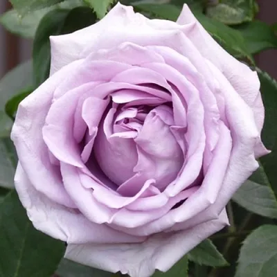 Саженцы роз ИНДИГОЛЕТТА плетистая  Саженцы роз ИНДИГОЛЕТТА плетистая в Владивостоке