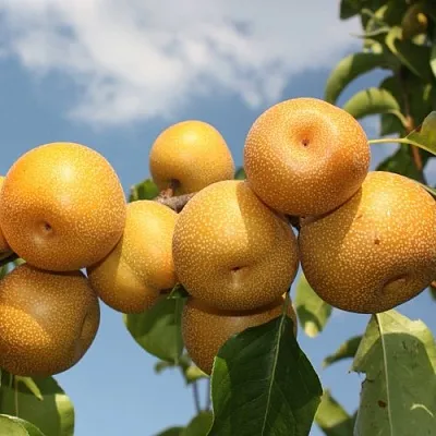 Груша азиатская  Груша азиатская в Владивостоке