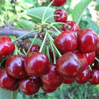 Вишня ДЕСЕРТНАЯ МОРОЗОВОЙ  Вишня ДЕСЕРТНАЯ МОРОЗОВОЙ в Владивостоке