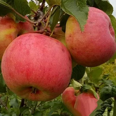 Яблоня БОЛОТОВСКОЕ  Яблоня БОЛОТОВСКОЕ в Владивостоке