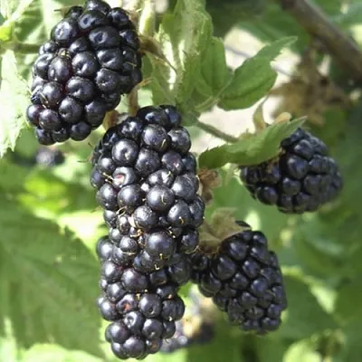 Ежемалина МАРИОН  Ежемалина МАРИОН в Владивостоке