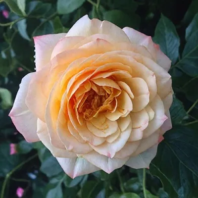 Саженцы роз АБЕЙ ДЕ СЕНТ-АМАН шраб  Саженцы роз АБЕЙ ДЕ СЕНТ-АМАН шраб в Владивостоке