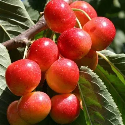 Черешня ГАСТИНЕЦ  Черешня ГАСТИНЕЦ в Владивостоке