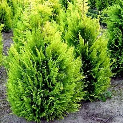 Кипарисовик ИВОНЕ лавсана в Владивостоке