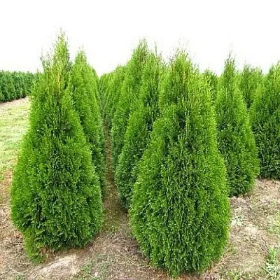 Туя СМАРАГД западная  Туя СМАРАГД западная в Владивостоке