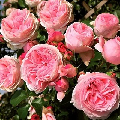 Саженцы роз ДЖАРДИНА плетистая  Саженцы роз ДЖАРДИНА плетистая в Владивостоке