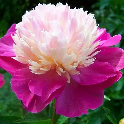 Пион ГЕЙ ПАРИ травянистый  Пион ГЕЙ ПАРИ травянистый в Владивостоке