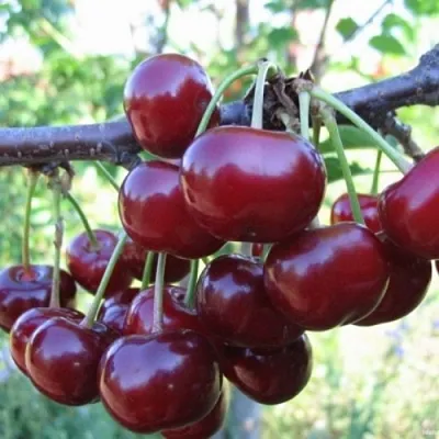 Вишня НОРД СТАР  Вишня НОРД СТАР в Владивостоке