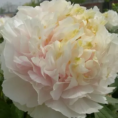 Пион ЗОЛОТОЙ ИЗУМРУД древовидный в Владивостоке