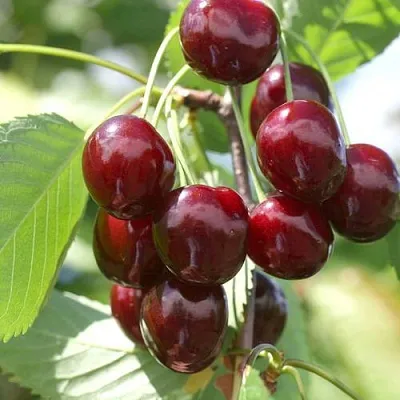 Черешня ОВСТУЖЕНКА  Черешня ОВСТУЖЕНКА в Владивостоке