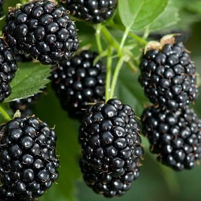 Ежевика ЧЕРНАЯ МАГИЯ ремонтантная  Ежевика ЧЕРНАЯ МАГИЯ ремонтантная в Владивостоке