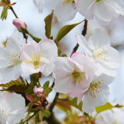 Вишня ОКАМЕ  Вишня ОКАМЕ в Владивостоке