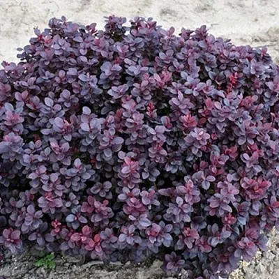 Барбарис КОНКОРД тунберга  Барбарис КОНКОРД тунберга в Владивостоке