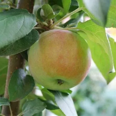 Яблоня ПОДСНЕЖНИК стелющаяся  Яблоня ПОДСНЕЖНИК стелющаяся в Владивостоке