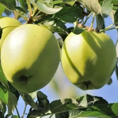 Яблоня САХАРНАЯ  Яблоня САХАРНАЯ в Владивостоке