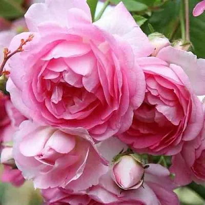 Саженцы роз ЖАСМИНА плетистая  Саженцы роз ЖАСМИНА плетистая в Владивостоке