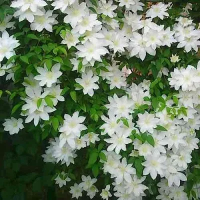 Клематис ТОКИ в Владивостоке