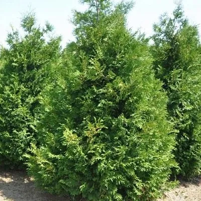 Туя ВАКСЕН западная  Туя ВАКСЕН западная в Владивостоке