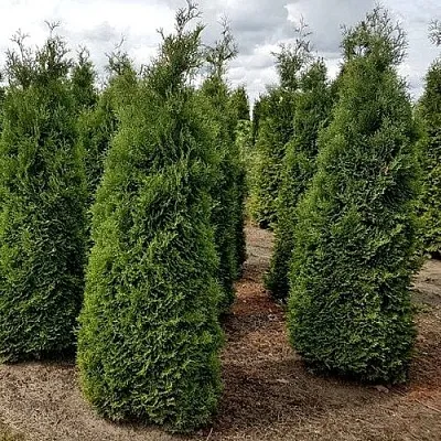 Туя ХОЛМСТРУП западная  Туя ХОЛМСТРУП западная в Владивостоке