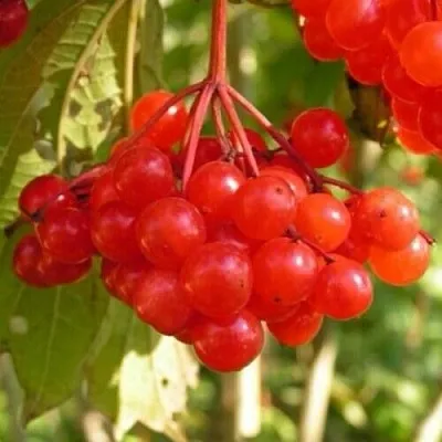 Калина ПАМЯТИ ВАЛЕНТИНЫ  Калина ПАМЯТИ ВАЛЕНТИНЫ в Владивостоке