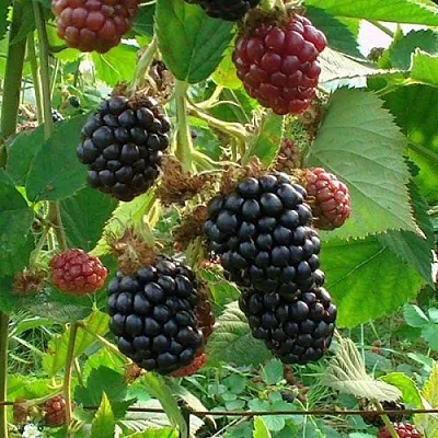 Ежевика ЧЕСТЕР бесшипная  Ежевика ЧЕСТЕР бесшипная в Владивостоке