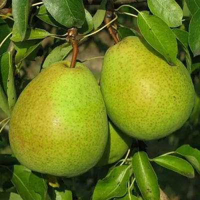 Груша НАЙТ-ВЕРТ колонновидная  Груша НАЙТ-ВЕРТ колонновидная в Владивостоке