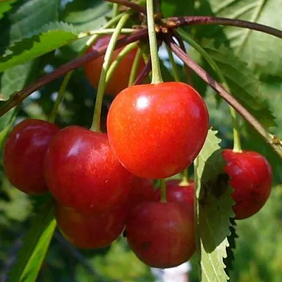 Черешня ФАТЕЖ  Черешня ФАТЕЖ в Владивостоке