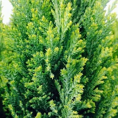 Кипарисовик в Владивостоке