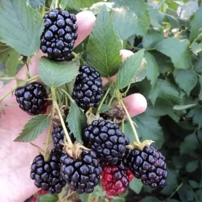 Ежевика ОУАЧИТА бесшипная — описание сорта Ежевика ОУАЧИТА бесшипная в Владивостоке