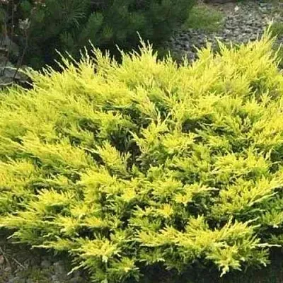 Можжевельник ЛАЙМ ГЛОУ горизонтальный в Владивостоке