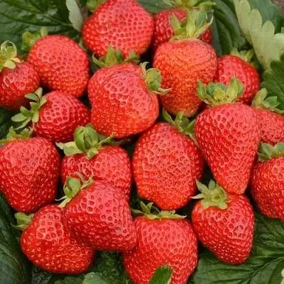 Клубника САН АНДРЕАС ремонтантная  Клубника САН АНДРЕАС ремонтантная в Владивостоке