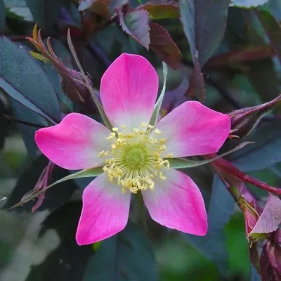 Саженцы роз сизая — описание сорта Саженцы роз сизая в Владивостоке