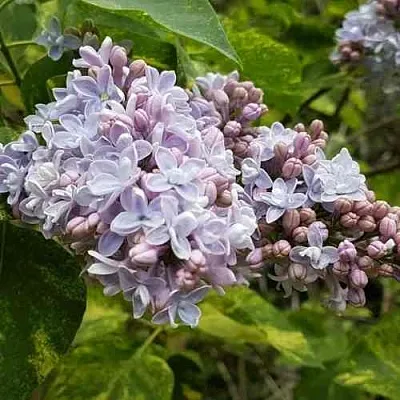 Сирень АУКУБАФОЛИЯ  Сирень АУКУБАФОЛИЯ в Владивостоке