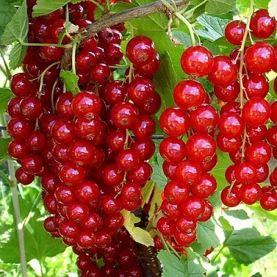 Смородина красная ЙОНКЕР ВАН ТЕТС  Смородина красная ЙОНКЕР ВАН ТЕТС в Владивостоке