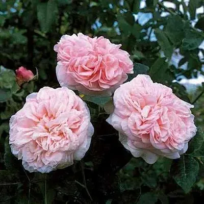 Саженцы роз КЛЭР РОУЗ английская  Саженцы роз КЛЭР РОУЗ английская в Владивостоке