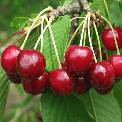 Черешня ГРОНКОВАЯ  Черешня ГРОНКОВАЯ в Владивостоке