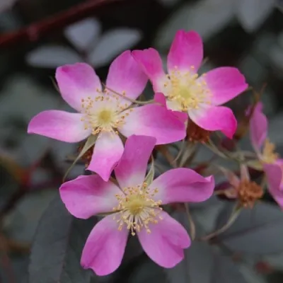 Саженцы роз сизая — описание сорта Саженцы роз сизая в Владивостоке