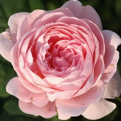 Саженцы роз КУИН ОФ СУИДЕН английская  Саженцы роз КУИН ОФ СУИДЕН английская в Владивостоке