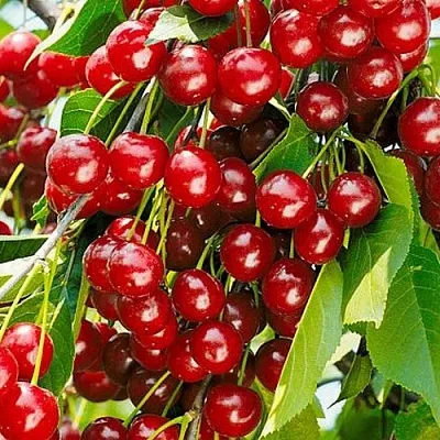 Вишня БРУСНИЦЫНА степная  Вишня БРУСНИЦЫНА степная в Владивостоке