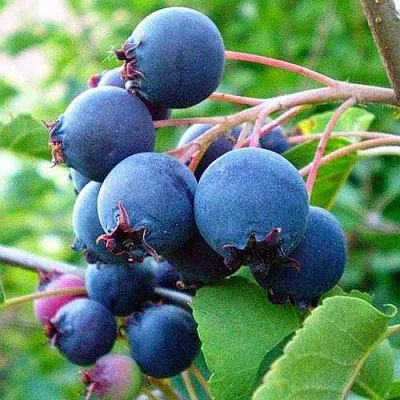 Ирга ПЕМБИНА в Владивостоке