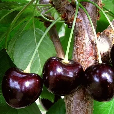 Черешня ДОНЕЦКИЙ УГОЛЁК  Черешня ДОНЕЦКИЙ УГОЛЁК в Владивостоке